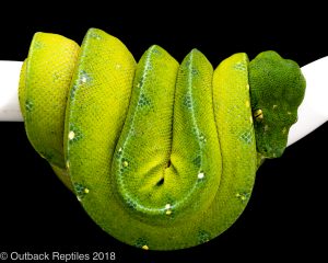 cyclops green tree python
