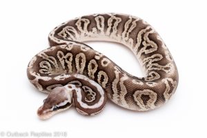 Black Pewter Fire ball python