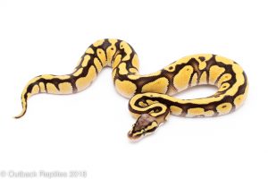 cypress firefly ball python