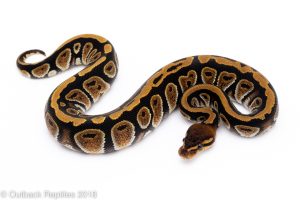 cypress ball python