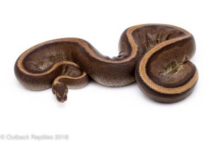 g-stripe ball python