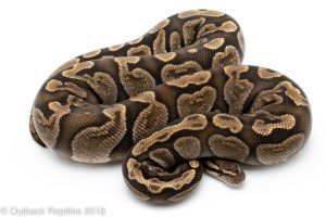 Adult GHI Ball python