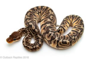 GHI Inferno ball python