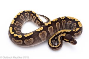 ghi mojave ball python