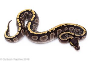 ghi mojave ball python