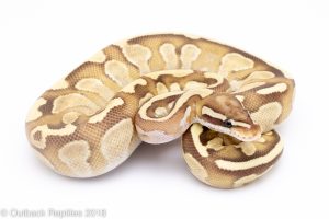 lesser fire ball python