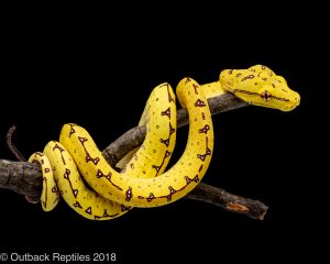 manokwari green tree python