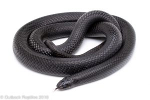 mexican black kingsnake