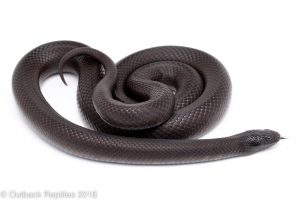 mexican black kingsnake