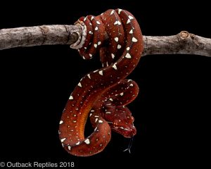 red lereh green tree python