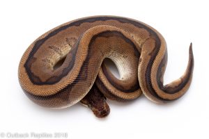 red stripe genetic stripe ball python