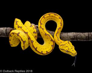 jayapura green tree python