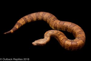 viper boa