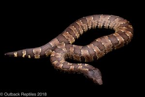 viper boa