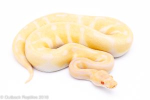enchi albino ball python