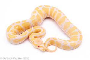 albino ball python