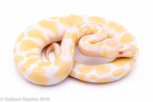 albino ball python