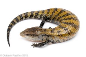 aru blue tongue skink