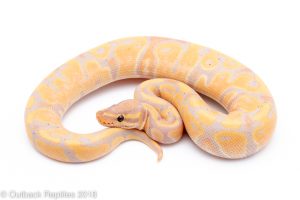 banana ball python