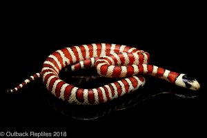 baubel line arizona mountain kingsnake