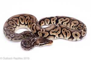 black pewter ball python