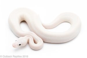 blue eye lucy ball python