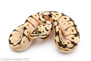 bumblebee ball python