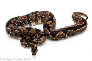 calico ball python