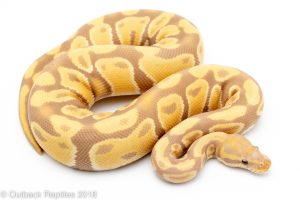adult candy toffee ball python