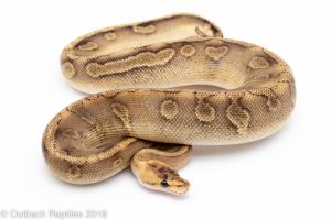 champagne enchi ball python