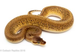 Lemon Blast Cinder Ball python