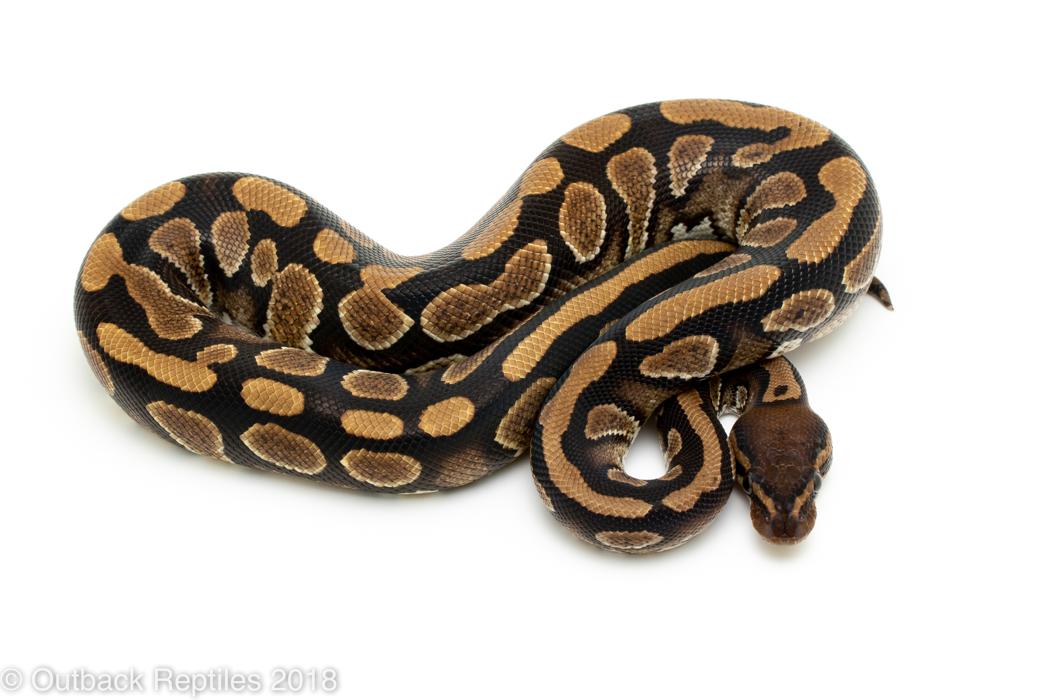 cinder male 1 | Outback Reptiles
