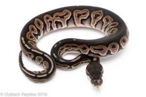 cinnamon ball python