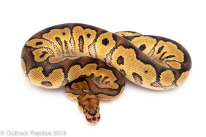 clown ball python