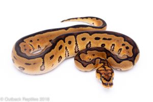 clown ball python