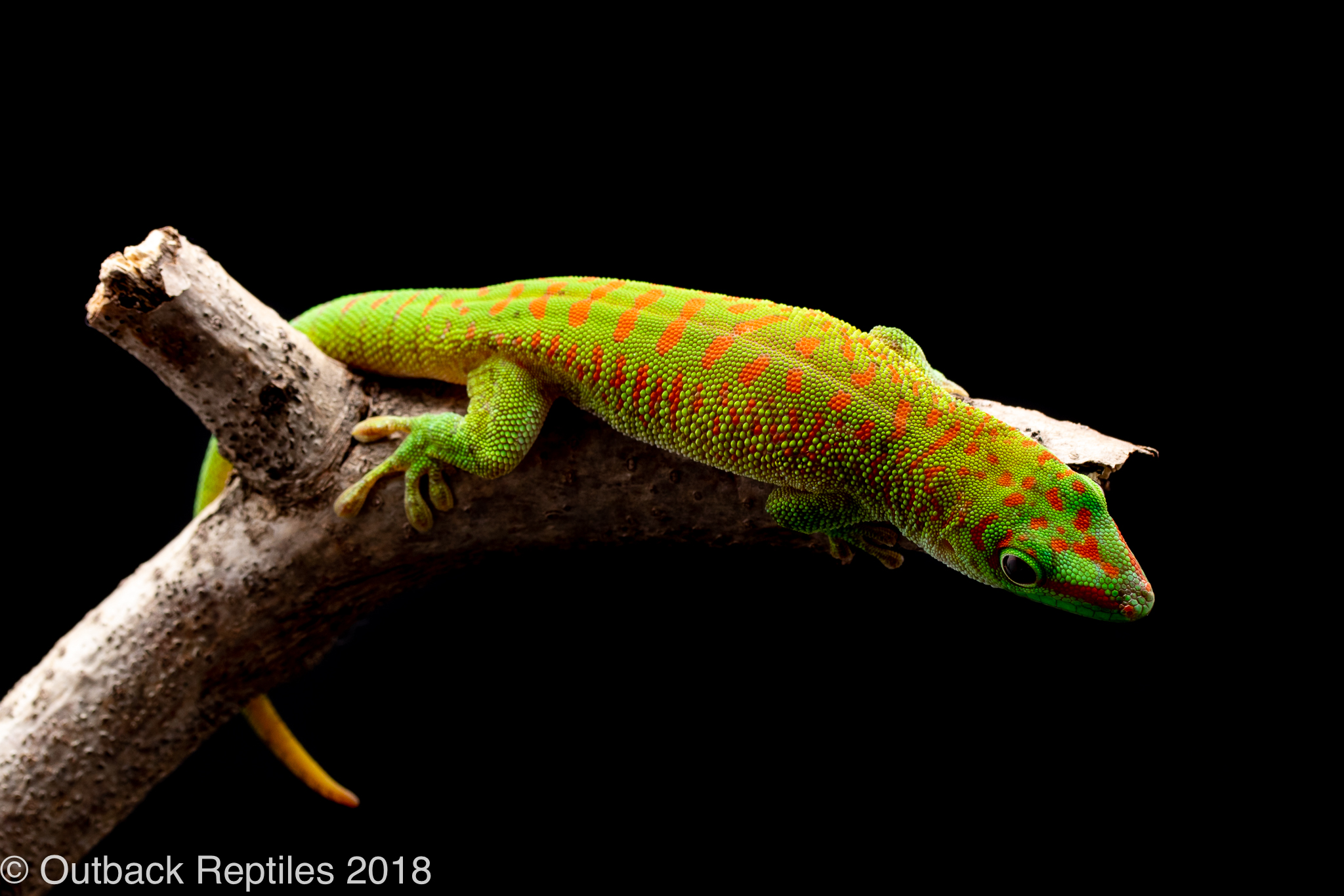 giant day gecko