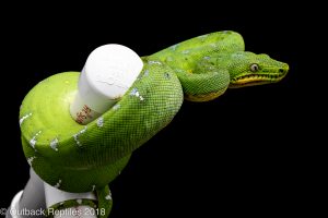 emerald tree boa