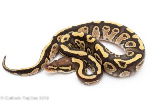 fire ball python