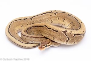 fire pinstripe ball python for sale