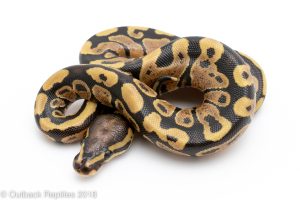 scaleless ball python