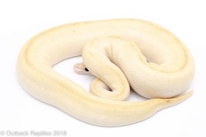 lesser ghost champagne ball python