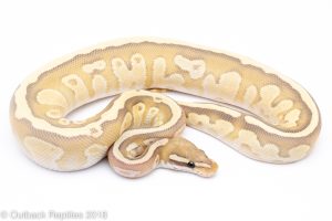 fire ghost mojave ball python for sale