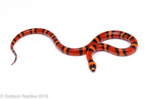 honduran milk snake