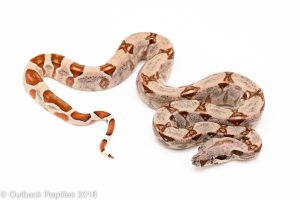 hypo boa constrictor