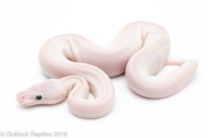 karma ball python