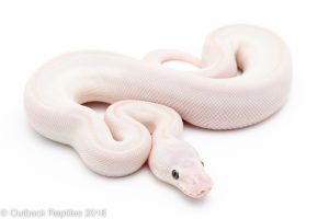 karma ball python