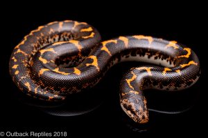 kenyan sand boa