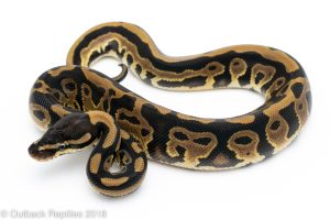 leopard ball python