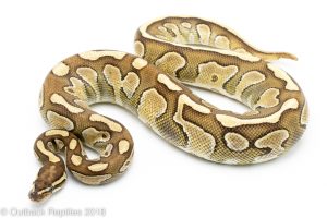lesser yellowbelly ball python