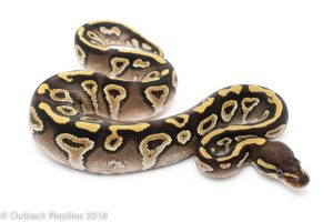 mojave ball python